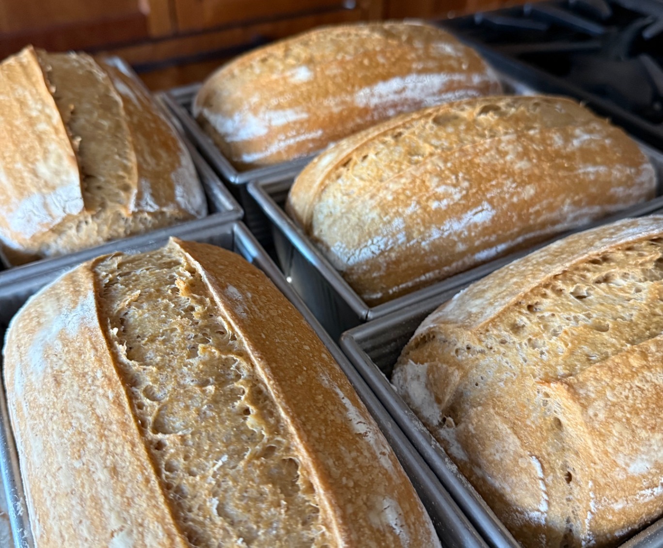 Six freshly baked daily sourdough loaves resting in their pans, golden and dusted with flour
